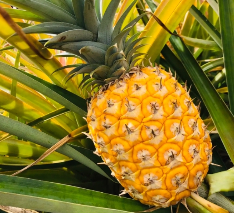 20250514155926 20250514155926