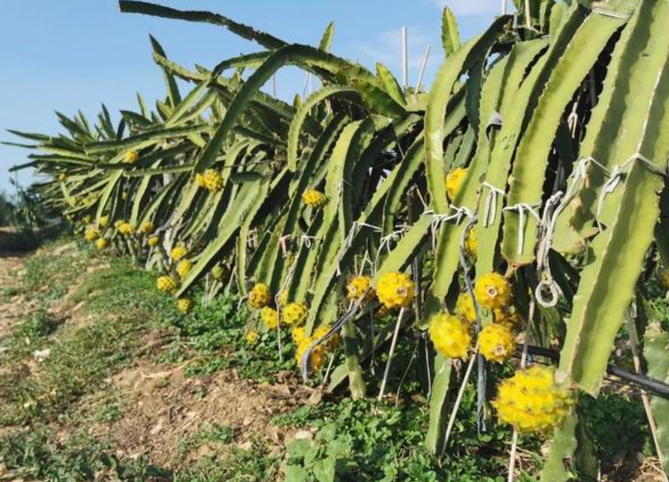 20250929164725 20250929164725