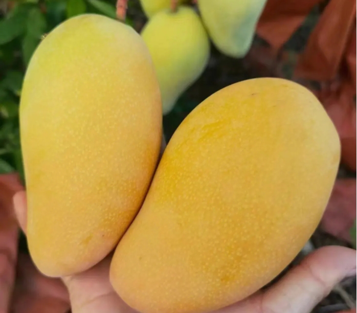 1700116448207520.png ΢ÐŽØÍ¼_20231113114301.png