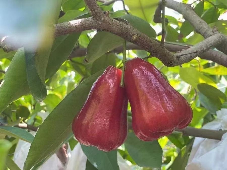 1716189279877776.png ΢ÐŽØÍ¼_20240520145346.png