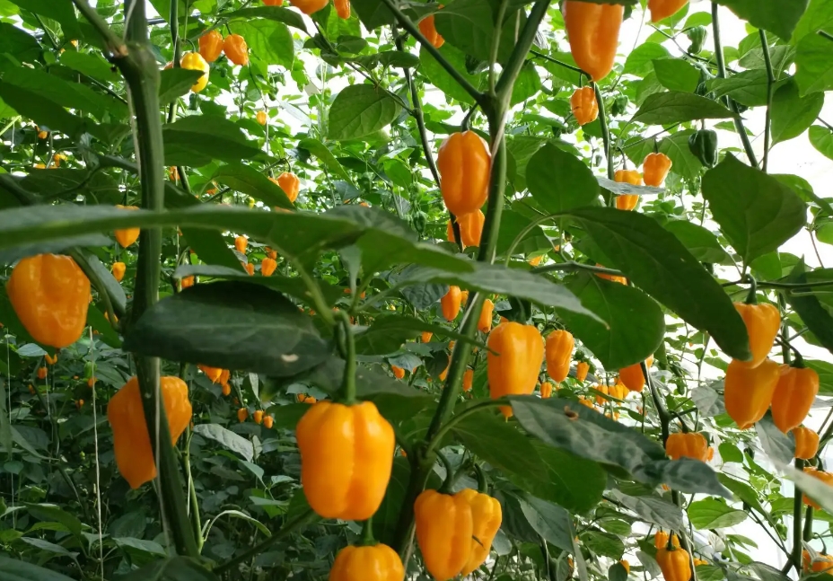 1726731538778479.png ΢ÐŽØÍ¼_20240918152647.png