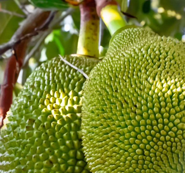 hainanredaishuiguo_7 º£Äϲ¤ÂÜÃÛ